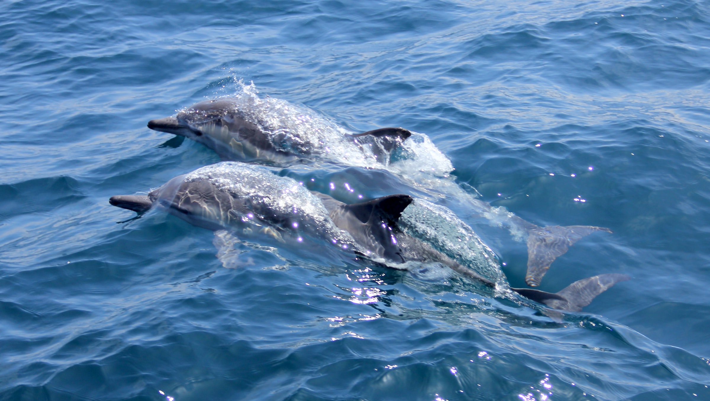 Contact Dolphin tours Vrsar