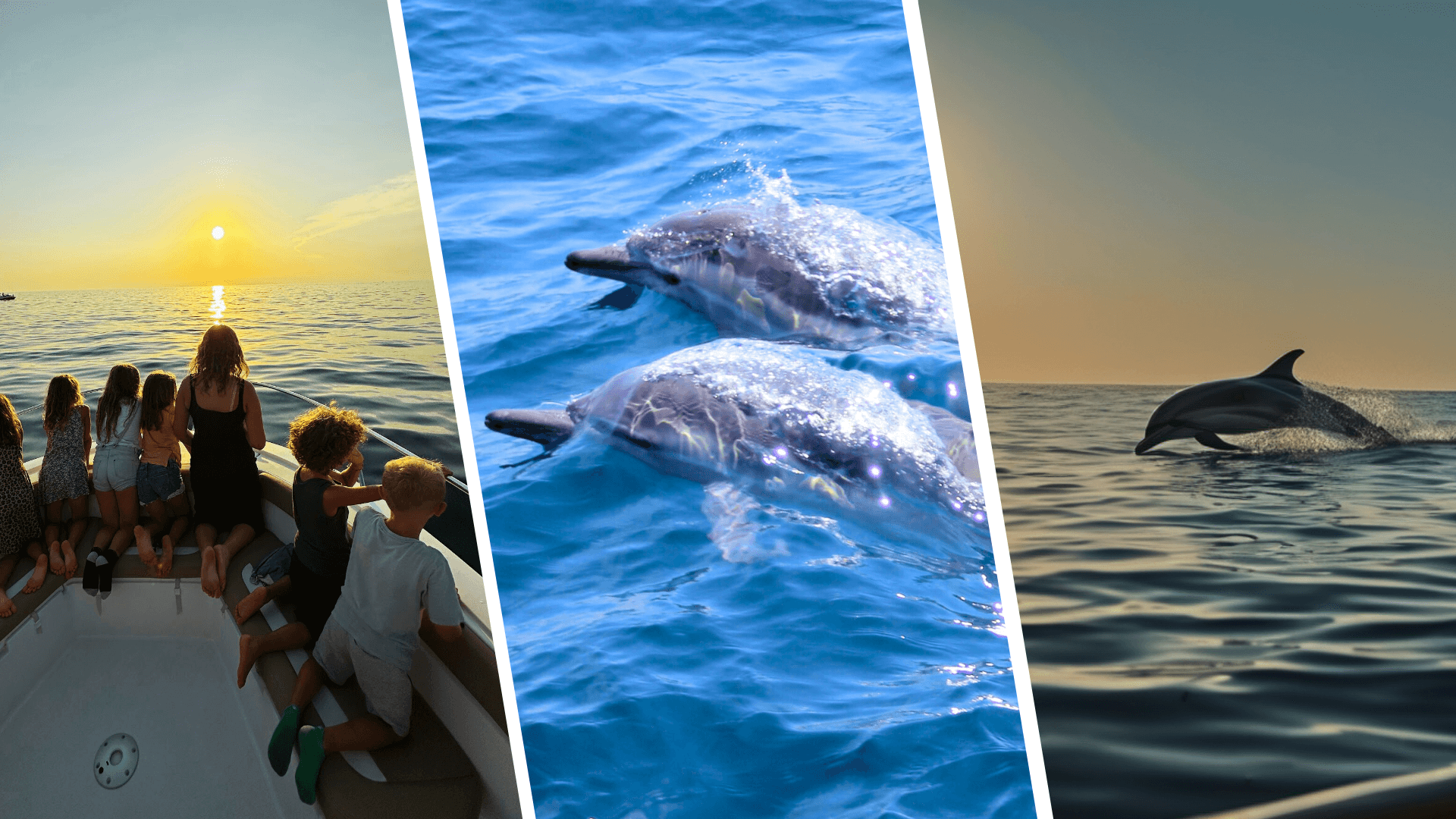 Dolphin Tours Vrsar